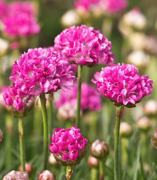 Armeria maritima 'Abbey Deep Rose'
